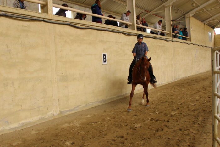 Equitation éthologique et bien être animal