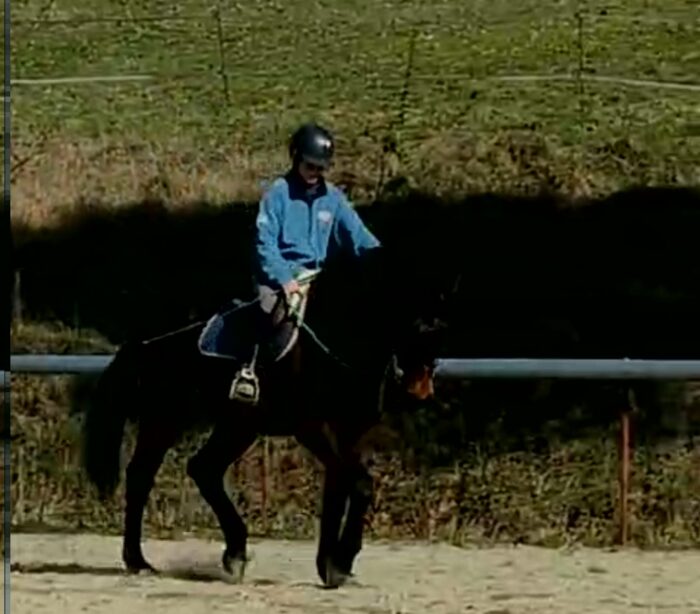 Perfectionner à l'équitation éthologique - 22 au 24 mars 2025 - 180€ TTC/jour
