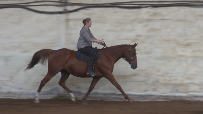 Equitation éthique et bien être animal - 26 au 28 avril 2025 - 180€ TTC/jour